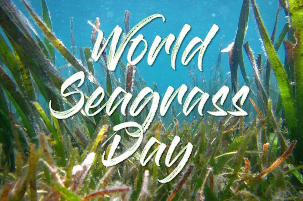 World seagrass day is celebrated on 1st March, 2023. The day reminds the significance of the sea life and its protection.